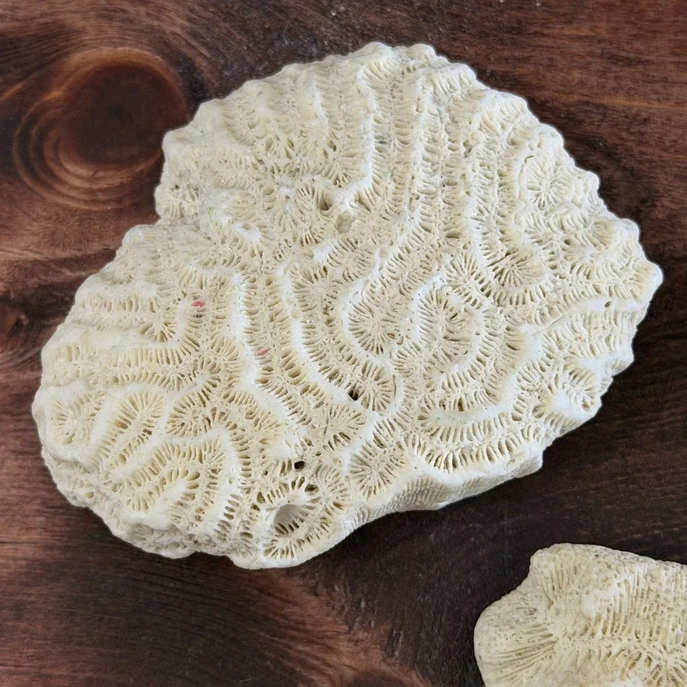 Natural White Brain and Star Coral Fossil Specimen Set 3 Pieces Coastal Decor